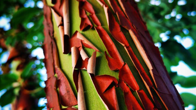 Madrone